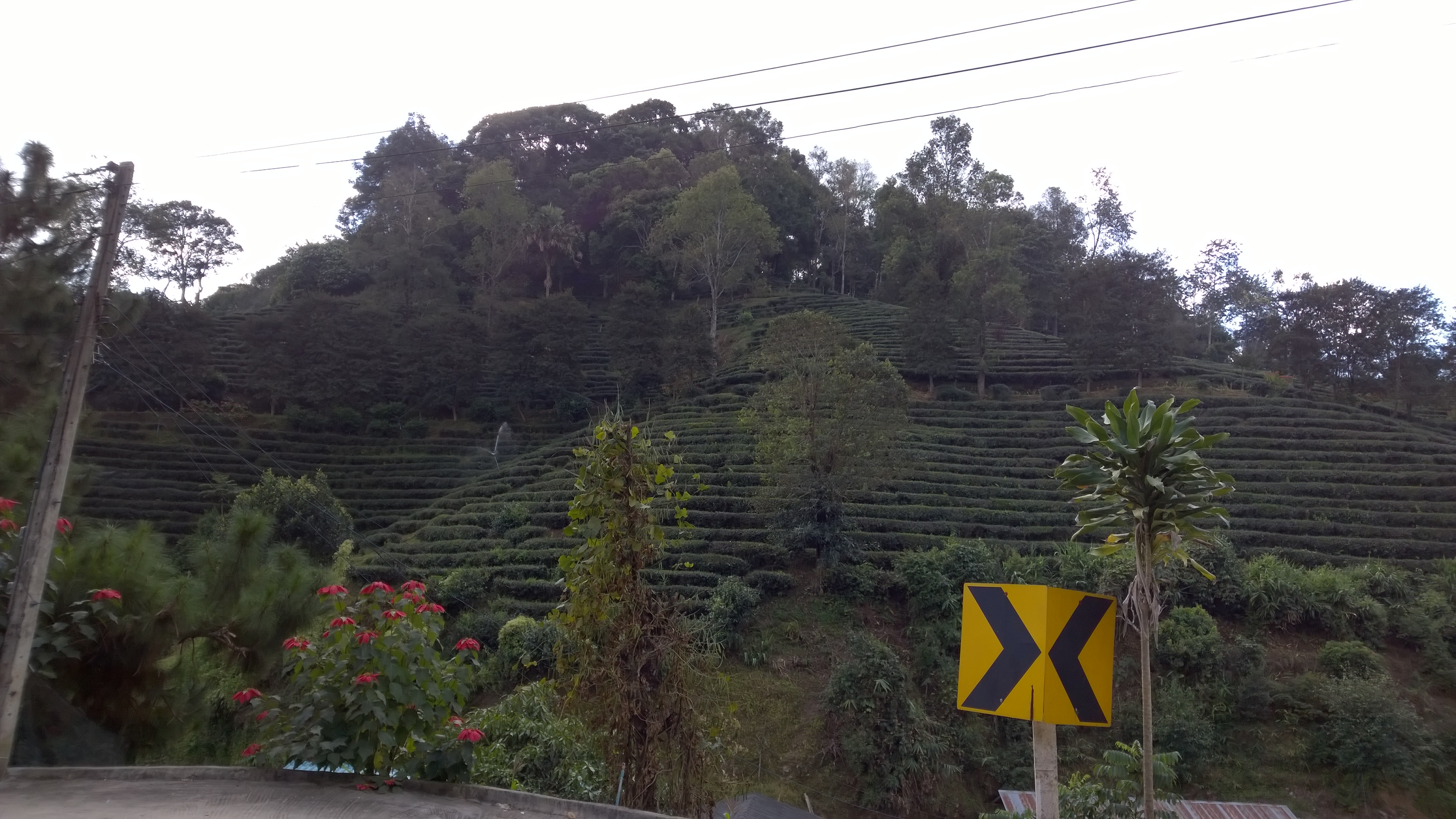 Nicht so satt grün wie in Malaysia aber trotzdem beruhigend: Teeplantage