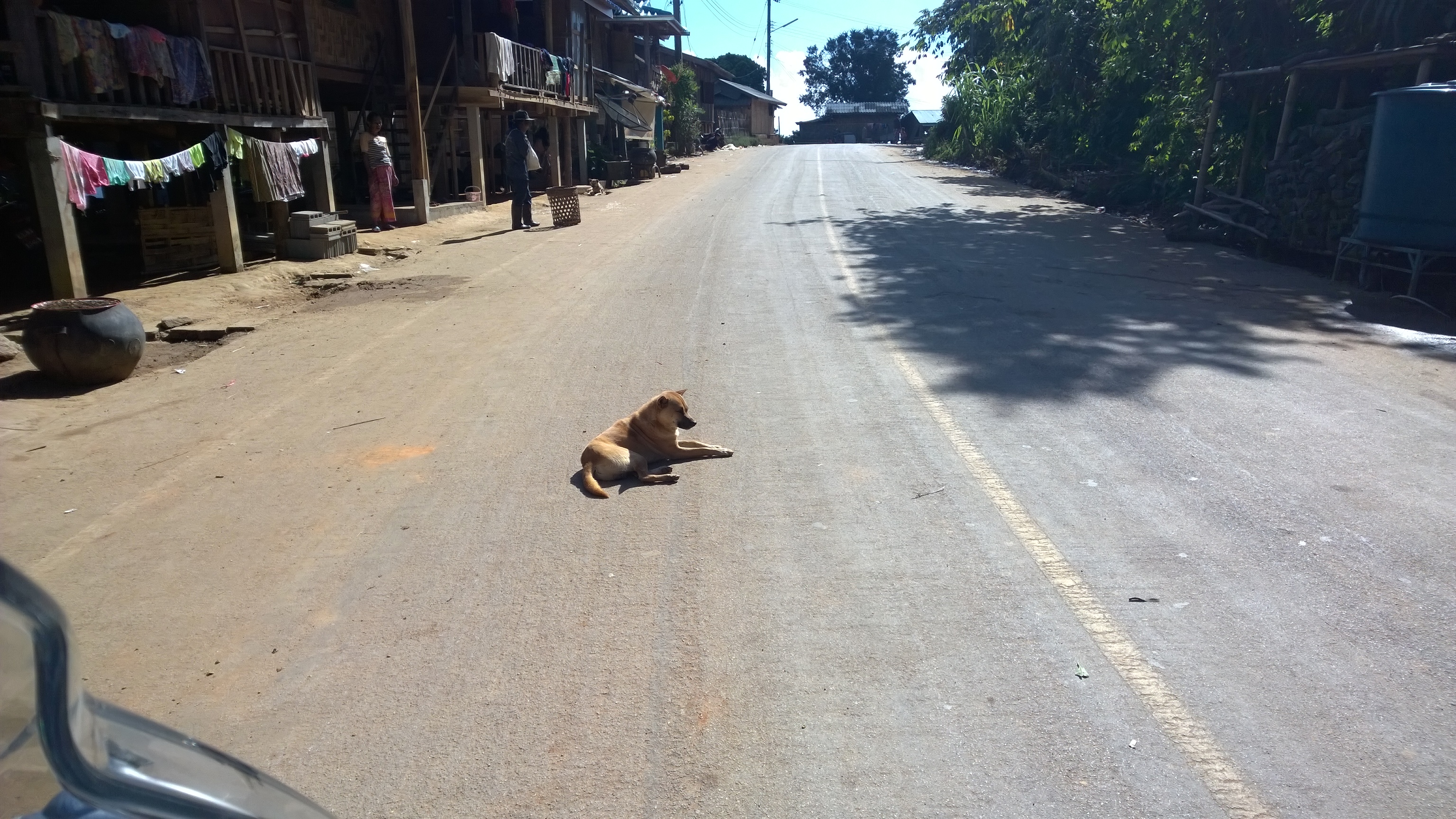 Der thailändische Verkehrsberuhigungshund...habe dutzende gesehen...