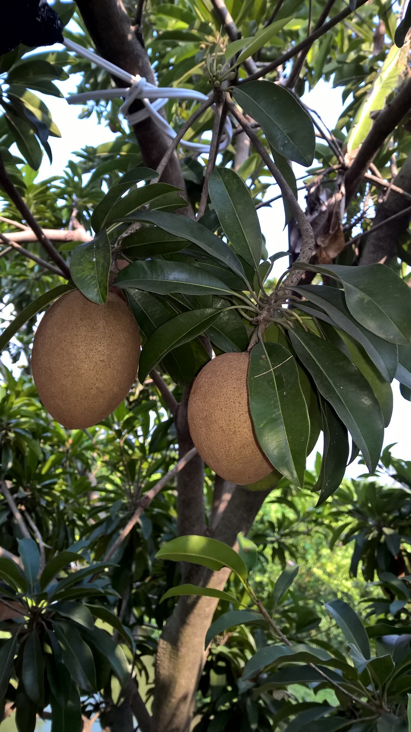 Breiapfel- oder Kaugummibaum, im Garten eines Cafes...schon mal gehoert? Ich noch nicht bis jetzt...